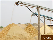 Eucalipto 

Tratado