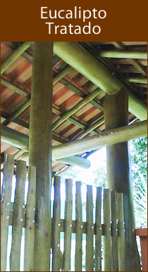 Eucalipto Tratado