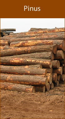 Pinus